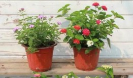 广西小老头爆料视频最新,揭秘幕后真相，引发网友热议